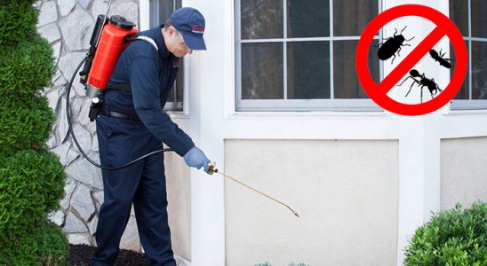 Pendik Kemirgen İlaçlama böcek ilaçlama ve haşere kontrolü — ilaclama-tr.com